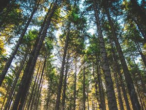 Preview wallpaper forest, trees, sunlight, grass, oregon, united states