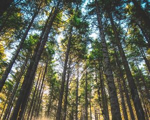 Preview wallpaper forest, trees, sunlight, grass, oregon, united states