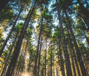 Preview wallpaper forest, trees, sunlight, grass, oregon, united states