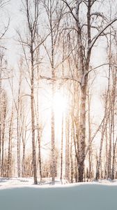 Preview wallpaper forest, trees, sunlight, snow, winter, landscape