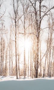 Preview wallpaper forest, trees, sunlight, snow, winter, landscape