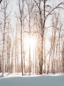 Preview wallpaper forest, trees, sunlight, snow, winter, landscape