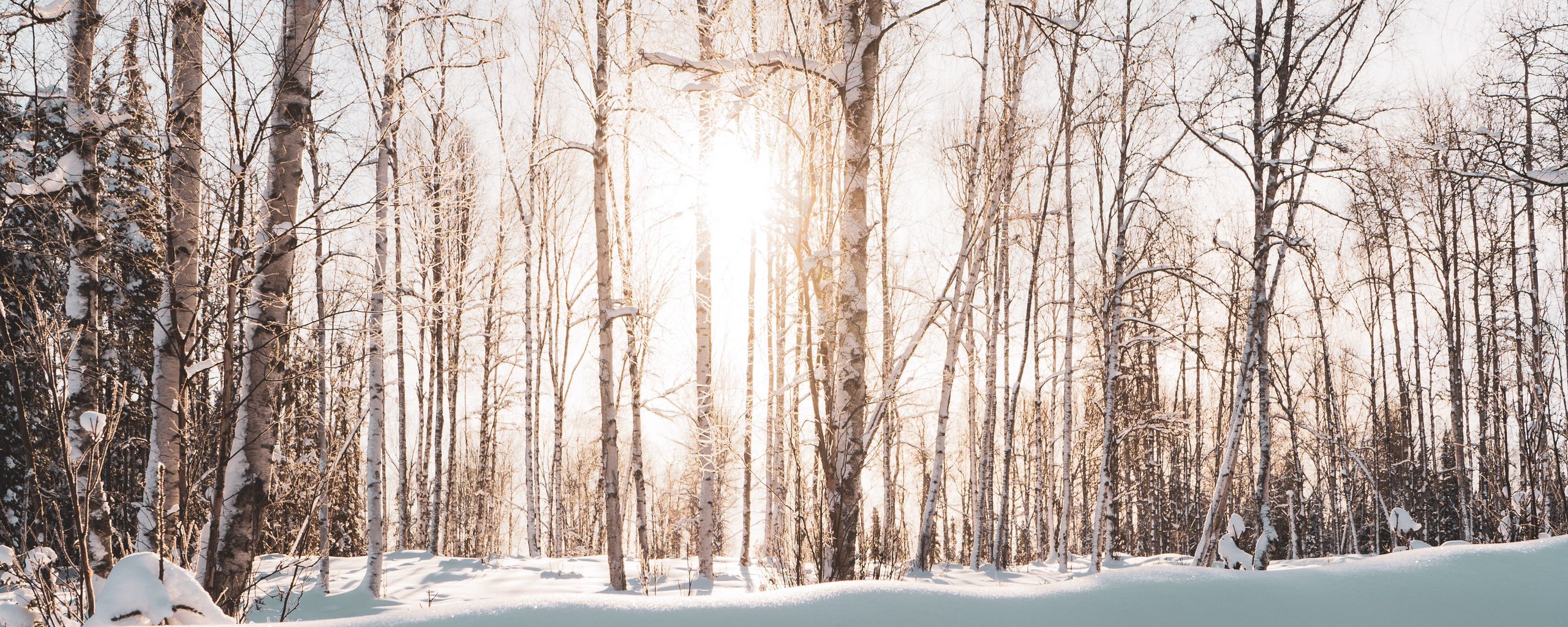 Download wallpaper 2560x1024 forest, trees, sunlight, snow, winter