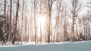 Preview wallpaper forest, trees, sunlight, snow, winter, landscape