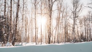 Preview wallpaper forest, trees, sunlight, snow, winter, landscape