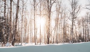 Preview wallpaper forest, trees, sunlight, snow, winter, landscape