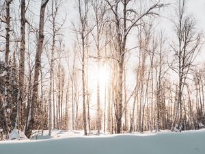 Preview wallpaper forest, trees, sunlight, snow, winter, landscape