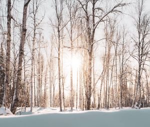 Preview wallpaper forest, trees, sunlight, snow, winter, landscape