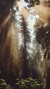 Preview wallpaper forest, trees, sunlight, fog, rays