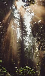 Preview wallpaper forest, trees, sunlight, fog, rays