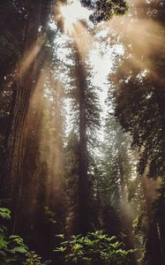 Preview wallpaper forest, trees, sunlight, fog, rays