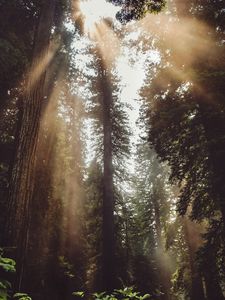 Preview wallpaper forest, trees, sunlight, fog, rays