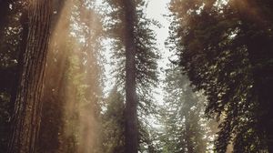 Preview wallpaper forest, trees, sunlight, fog, rays