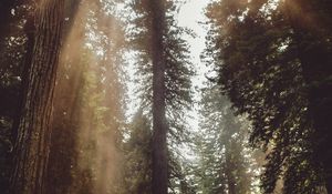 Preview wallpaper forest, trees, sunlight, fog, rays