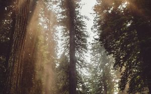 Preview wallpaper forest, trees, sunlight, fog, rays