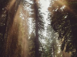 Preview wallpaper forest, trees, sunlight, fog, rays