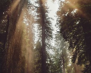 Preview wallpaper forest, trees, sunlight, fog, rays