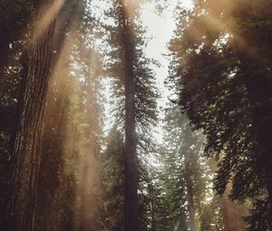 Preview wallpaper forest, trees, sunlight, fog, rays