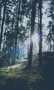 Preview wallpaper forest, trees, sunlight, sun, glare