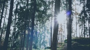 Preview wallpaper forest, trees, sunlight, sun, glare