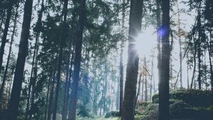 Preview wallpaper forest, trees, sunlight, sun, glare