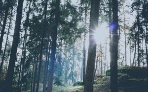 Preview wallpaper forest, trees, sunlight, sun, glare