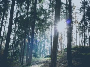 Preview wallpaper forest, trees, sunlight, sun, glare