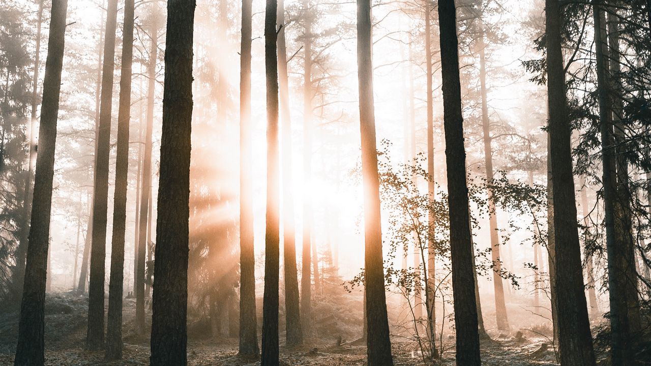 Wallpaper forest, trees, sunlight, dawn, nature