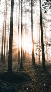 Preview wallpaper forest, trees, sunlight, dawn, nature