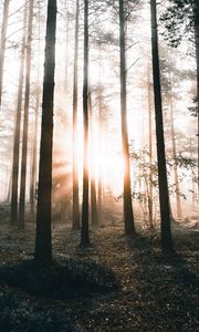 Preview wallpaper forest, trees, sunlight, dawn, nature