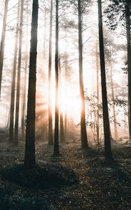 Preview wallpaper forest, trees, sunlight, dawn, nature