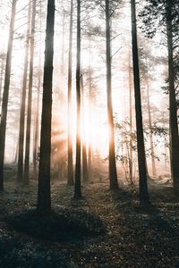 Preview wallpaper forest, trees, sunlight, dawn, nature