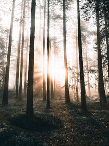Preview wallpaper forest, trees, sunlight, dawn, nature