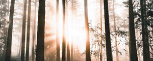 Preview wallpaper forest, trees, sunlight, dawn, nature