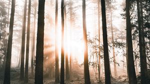 Preview wallpaper forest, trees, sunlight, dawn, nature