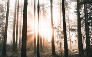 Preview wallpaper forest, trees, sunlight, dawn, nature