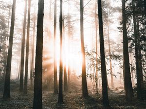 Preview wallpaper forest, trees, sunlight, dawn, nature