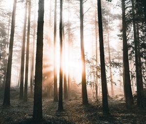 Preview wallpaper forest, trees, sunlight, dawn, nature