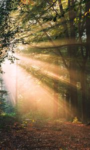Preview wallpaper forest, trees, sunlight, landscape, morning