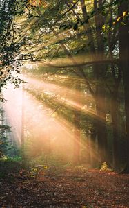 Preview wallpaper forest, trees, sunlight, landscape, morning