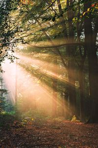 Preview wallpaper forest, trees, sunlight, landscape, morning