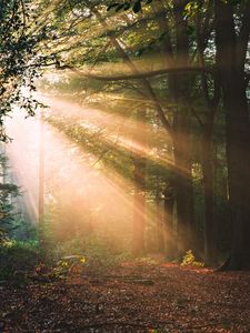 Preview wallpaper forest, trees, sunlight, landscape, morning