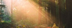 Preview wallpaper forest, trees, sunlight, landscape, morning