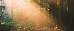 Preview wallpaper forest, trees, sunlight, landscape, morning