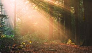 Preview wallpaper forest, trees, sunlight, landscape, morning