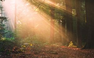 Preview wallpaper forest, trees, sunlight, landscape, morning