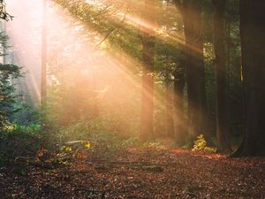 Preview wallpaper forest, trees, sunlight, landscape, morning