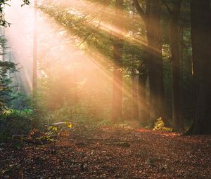 Preview wallpaper forest, trees, sunlight, landscape, morning