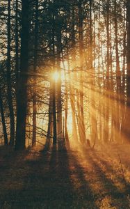 Preview wallpaper forest, trees, sunlight, sun, nature