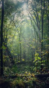 Preview wallpaper forest, trees, sunlight, rays, nature